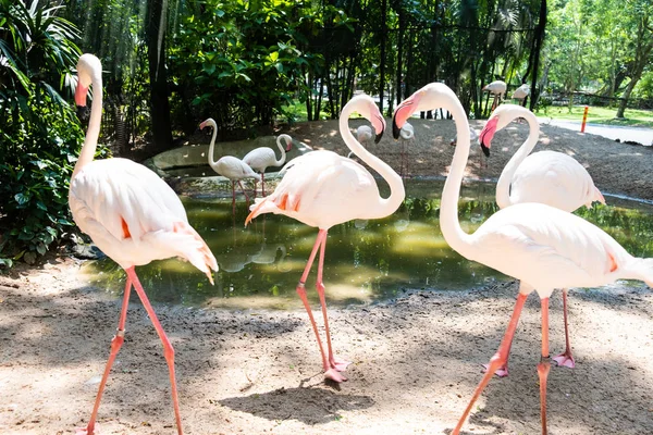 Flamingo birds in a zoo. Concept of animals in the zoo. — Stock Photo, Image