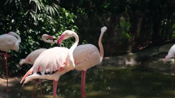 Aves flamencas en un zoológico. Concepto de animales en el zoológico . — Vídeo de stock