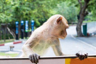 Maymun. Hayvanat bahçesinde hayvanların kavramı. 