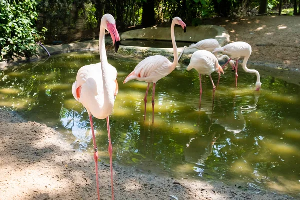 Flamingo birds in a zoo. Concept of animals in the zoo — Stock Photo, Image