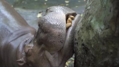 Hippopotamus kalmak ve bir yemek beklemek