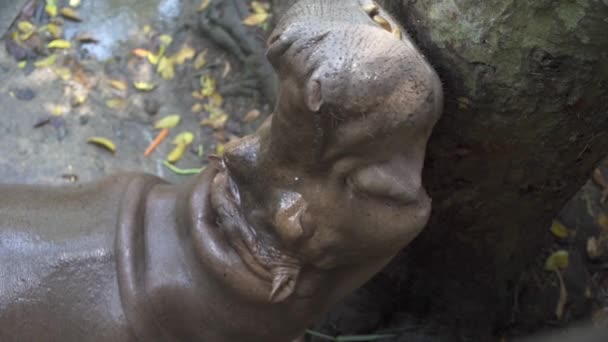 The Hippopotamus stay and wait a food — Stock Video