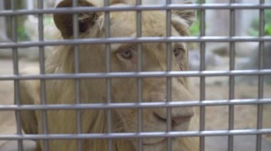 Perçinlenmiş aslan pençeleri. Hapis kavramı. Yakından kapatın. Kafesteki yalnız aslan