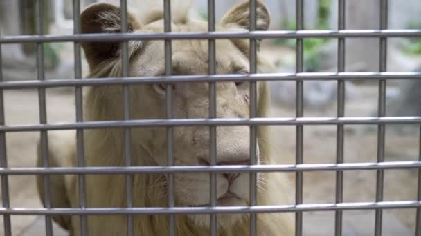 Zampe di leone rivettate. Concetto di reclusione. Chiudete. Leone solitario in gabbia — Video Stock