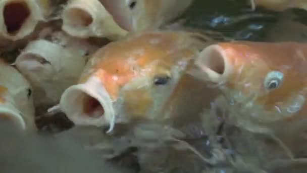 Ultifärgade Koi fisk simma graciösa i ett vatten, färgglada Koi fisk i dammen. — Stockvideo