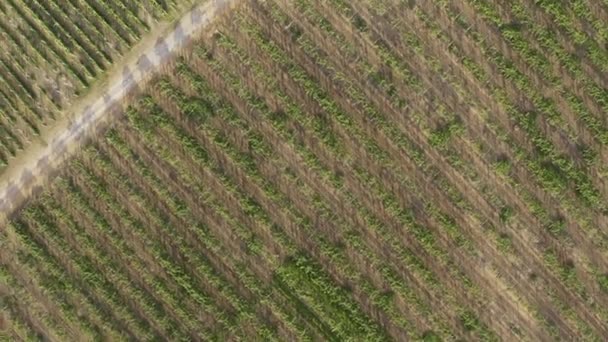 Aerial flight over vineyards located next to a river in the tropical zone of asia — Stock Video
