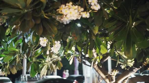 Thaise groene boom met Plumeria bloemen op een onscherpe achtergrond van de straat en voorbijrijdende auto's — Stockvideo