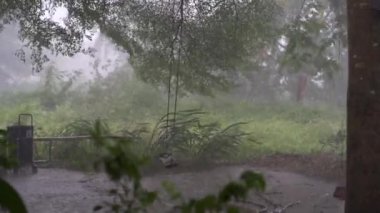 Tropikal yağmur sırasında yeşil orman Panoraması. Yeşil orman ağaçları ve palmiye ağaçları, sis ve tropik yağmur. Rüzgardan hareket eden boş salıncak