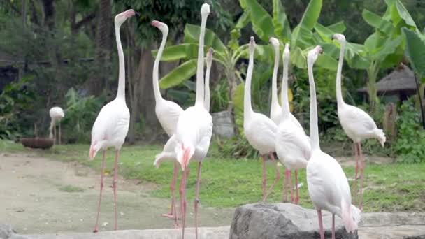 V zoo plameňáci. Pojetí zvířat v zoologické zahradě. — Stock video