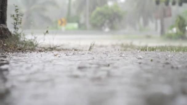 Panorama de la selva verde durante la lluvia tropical. Árboles de selva verde y palmeras, niebla y lluvia tropical. Columpio vacío moviéndose del viento — Vídeo de stock