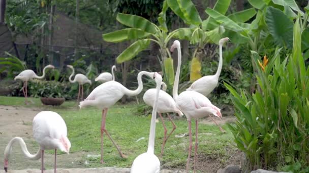 Aves flamencas en un zoológico. Concepto de animales en el zoológico . — Vídeos de Stock