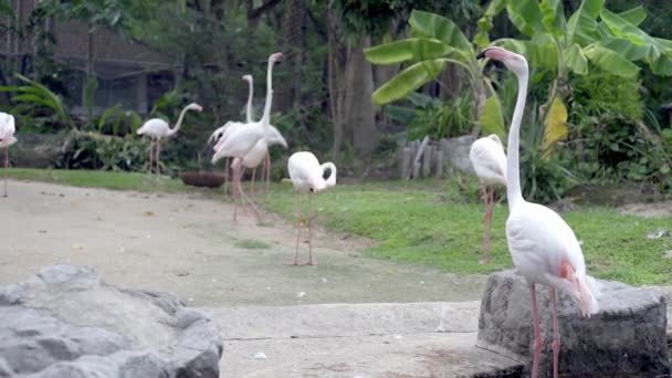  oiseaux flamants roses dans un zoo. Concept d'animaux dans le zoo .