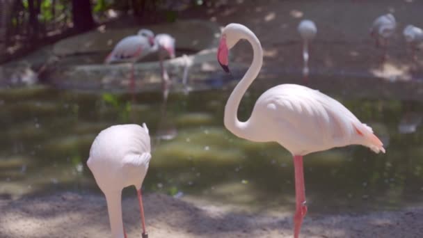 Flamingo fåglar i en djurpark. Begreppet djur i Zoo. — Stockvideo
