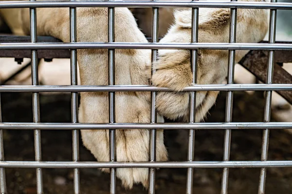 Zampe di leone rivettate. Concetto di reclusione. Chiudete. Leone solitario in gabbia — Foto Stock