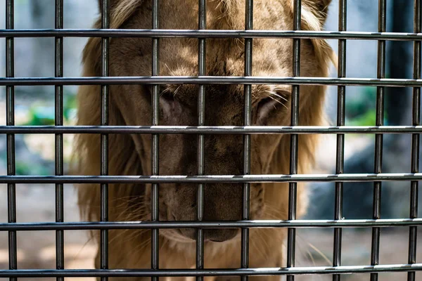 Il volto triste di un leone in gabbia, il concetto di prigionia, scherno animale — Foto Stock