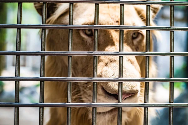 Το θλιμμένο πρόσωπο ενός λιονταριού σε ένα κλουβί, η έννοια της φυλάκισης, η κοροϊδία των ζώων — Φωτογραφία Αρχείου