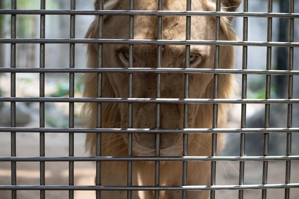 O rosto triste de um leão em uma gaiola, o conceito de prisão, zombaria animal — Fotografia de Stock