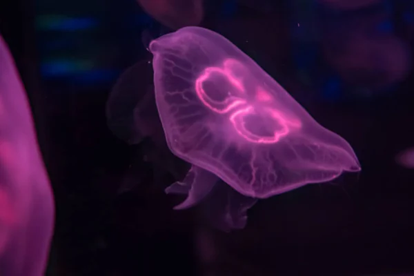 Fondo de vista relajante en cámara lenta de un color púrpura brillante medusas flotando lentamente en el agua del acuario oscuro — Foto de Stock