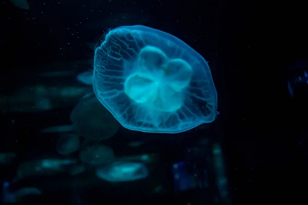 Fondo de vista relajante en cámara lenta de un color azul brillante medusas flotando lentamente en el agua oscura del acuario — Foto de Stock