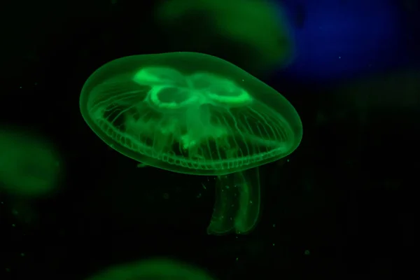 Fondo de vista relajante en cámara lenta de un color verde brillante medusas flotando lentamente en el agua oscura del acuario — Foto de Stock