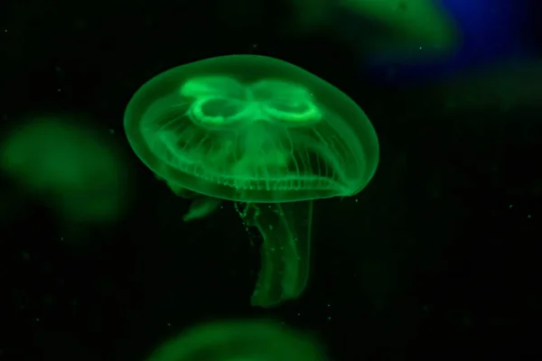 Fondo de vista relajante en cámara lenta de un color verde brillante medusas flotando lentamente en el agua oscura del acuario — Foto de Stock