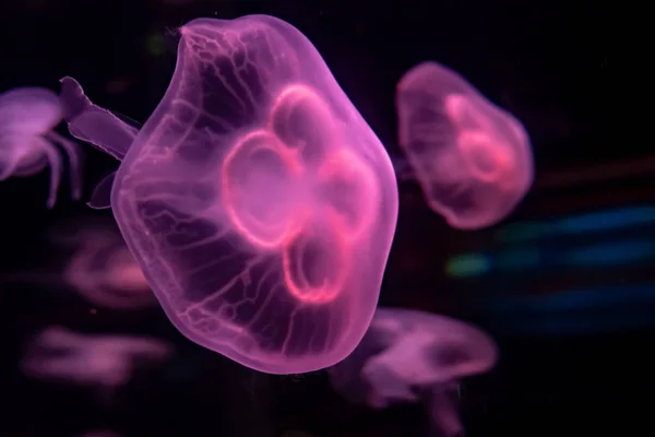Fondo de vista relajante en cámara lenta de un color púrpura brillante medusas flotando lentamente en el agua del acuario oscuro — Foto de Stock