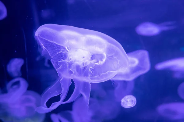 Fondo de vista relajante en cámara lenta de un color azul brillante medusas flotando lentamente en el agua oscura del acuario — Foto de Stock