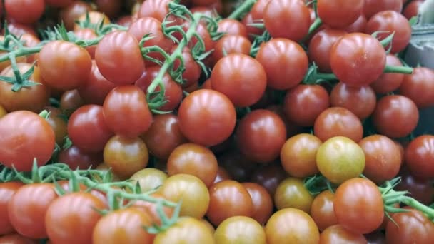 Tomatoes on a branch in a supermarket, beautiful red. Close up — Stock Video