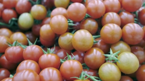 Tomaten auf einem Zweig in einem Supermarkt, schön rot. Nahaufnahme — Stockvideo