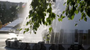 Şehir meydanında batan güneşte yürüyen çocuklu insanlar, defokus, ağaç dalı, kavak kabarıklığı etrafında uçuyor. Dramatik çekim. Şehir bacground