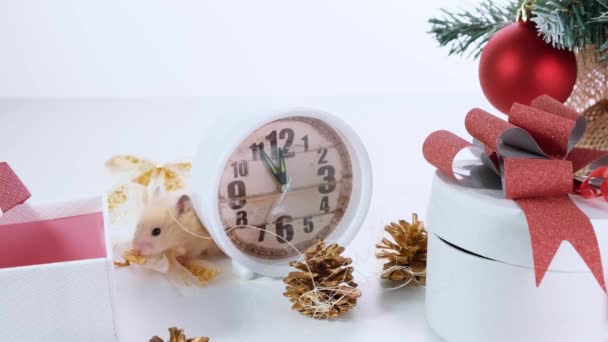 Witte rat verkenningen in het nieuwe jaar decoraties, kerstbomen speelgoed, ballen. Symbool van de nieuwe 2020 en 2032. — Stockvideo