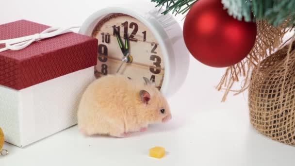 Biały szczur przeszukuje dekoracje noworoczne, zabawki choinkowe, kulki. Symbol nowego 2020 i 2032. — Wideo stockowe