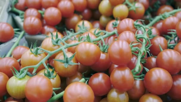 Tomatoes on a branch in a supermarket, beautiful red. Close up — Stock Video