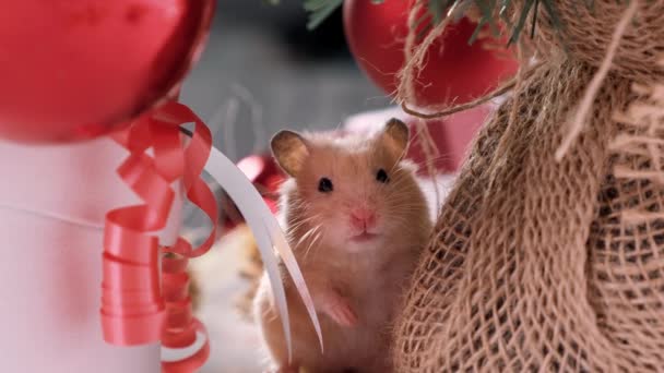 Il ratto bianco striscia nelle decorazioni di Capodanno, giocattoli di alberi di Natale, palle. Simbolo dei nuovi 2020 e 2032 . — Video Stock
