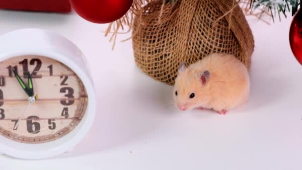 Weiße Ratte krabbelt in der Neujahrsdekoration, Weihnachtsbaumspielzeug, Kugeln. Symbol für das neue 2020 und 2032. — Stockvideo