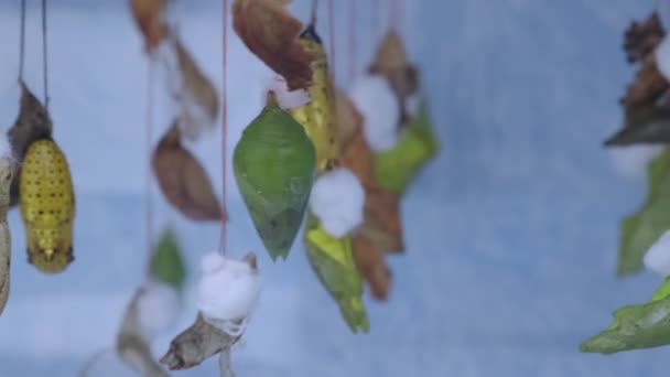Bonecas borboletas gigantes penduradas em um fundo azul — Vídeo de Stock