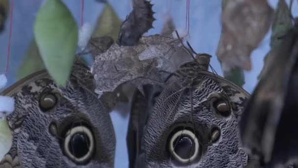 Бабочки Калиго сидят на куколке и охраняют ее. — стоковое видео