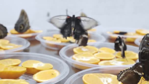 Pomalé létání motýlů přes stůl — Stock video