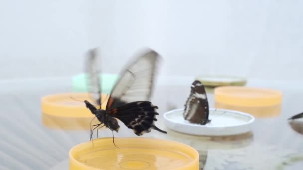 Langsam fliegen Schmetterlinge über den Tisch — Stockvideo