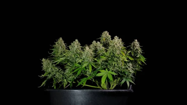 Uit de duisternis komt een cannabisstruik klaar voor de oogst. Grote knoppen met veel THC en CBD. Medische marihuana. — Stockfoto