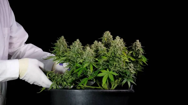Kenevir hasadı yapan beyaz giysili bir adam çalılıktan konileri makasla keser. Tıbbi marihuana kavramı CBD petrolünün üretimidir..