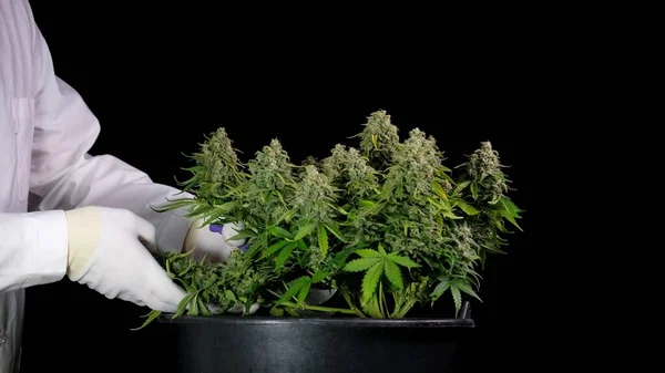 Colhendo cannabis, um homem de roupas brancas corta os cones do arbusto com uma tesoura. O conceito de maconha medicinal é a fabricação de óleo CBD. Imagens Royalty-Free