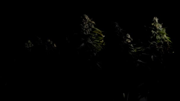 Dall'oscurità esce un cespuglio di cannabis pronto per il raccolto. Grandi cime con tanto THC e CBD. Marijuana medica. — Video Stock