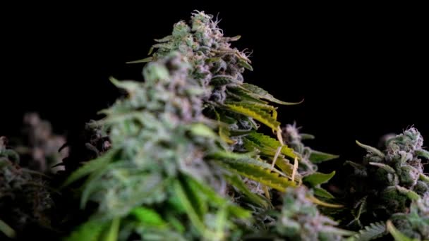Fora da escuridão vem um arbusto de cannabis pronto para a colheita. Grandes amigos com muito THC e CBD. Maconha medicinal. — Vídeo de Stock
