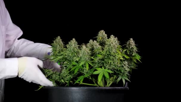 Cosechando cannabis, un hombre vestido de blanco corta los conos de los arbustos con tijeras. El concepto de marihuana medicinal es la fabricación de aceite de CBD. — Vídeos de Stock