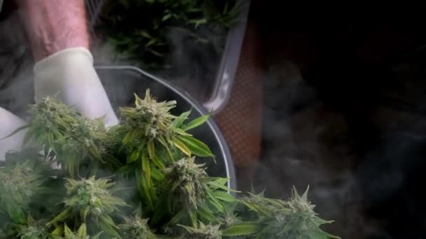 Kenevir hasadı yapan beyaz giysili bir adam çalılıktan konileri makasla keser. Tıbbi marihuana kavramı CBD petrolünün üretimidir.. — Stok video