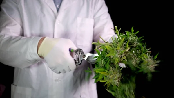 Kenevir hasadı yapan beyaz giysili bir adam çalılıktan konileri makasla keser. Tıbbi marihuana kavramı CBD petrolünün üretimidir..