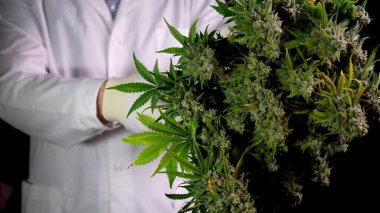 Kenevir hasadı yapan beyaz giysili bir adam çalılıktan konileri makasla keser. Tıbbi marihuana kavramı CBD petrolünün üretimidir..
