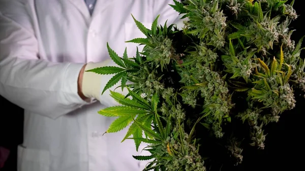 Kenevir hasadı yapan beyaz giysili bir adam çalılıktan konileri makasla keser. Tıbbi marihuana kavramı CBD petrolünün üretimidir..