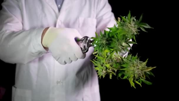 Сбор конопли, человек в белой одежде режет конусы из куста ножницами. Концепция медицинской марихуаны - производство масла CBD. — стоковое видео